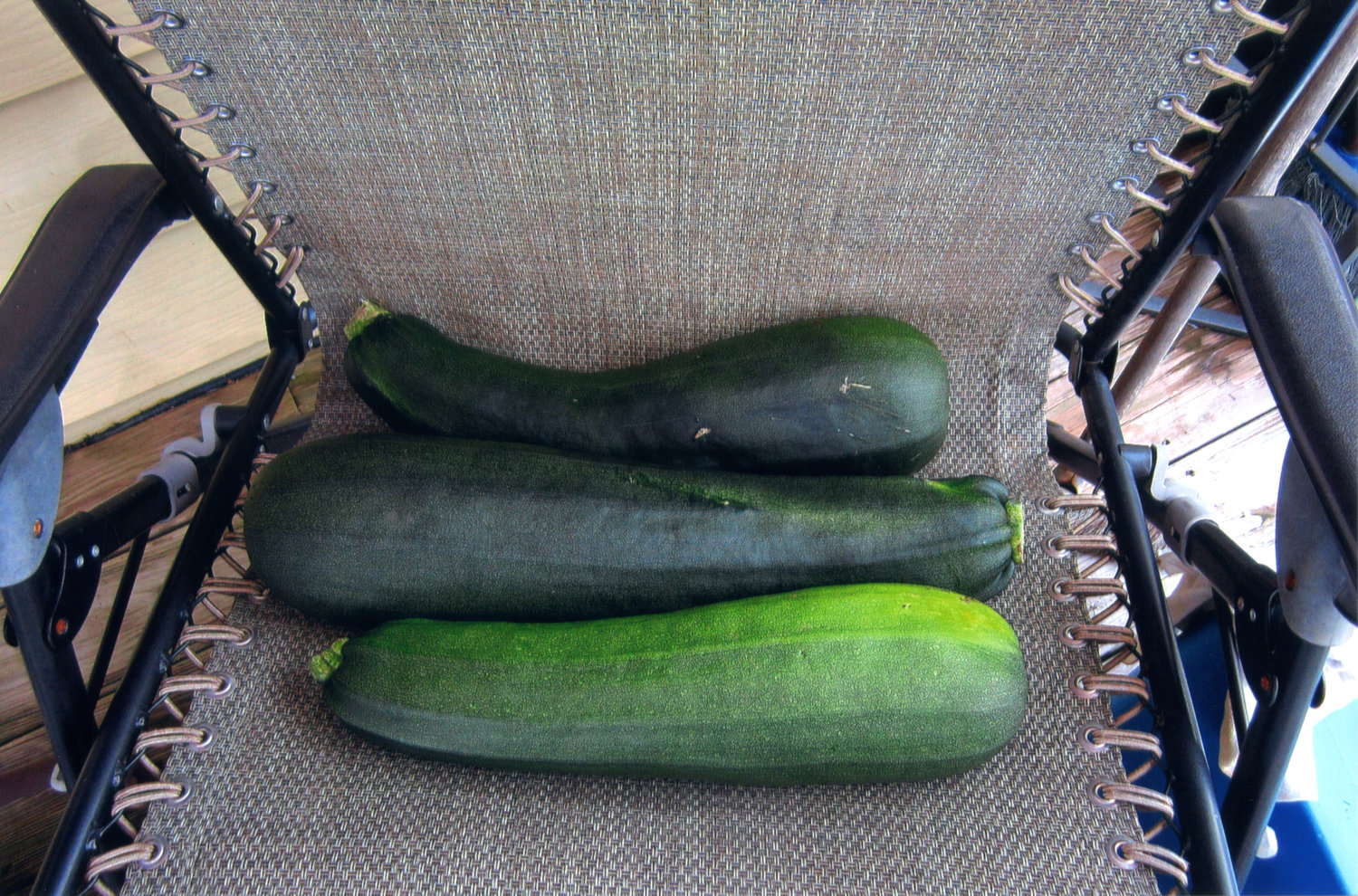 Zucchini are ridiculously easy to grow—try to stop them! You’ll have plenty for every recipe you can think of.
